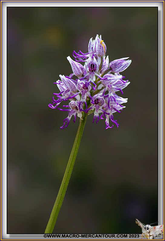 Orchis Singe